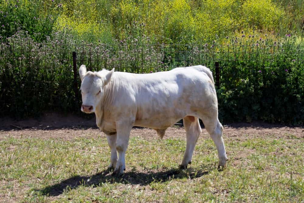 Nuestras vacas Charolesas - Charolpem Galería 2