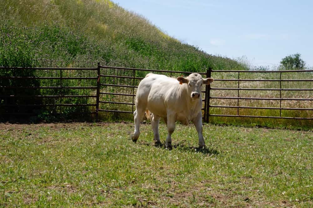 Nuestras vacas Charolesas - Charolpem Galería 2