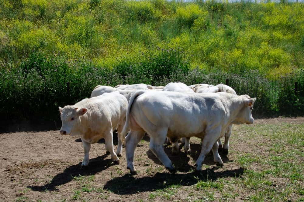 Nuestras vacas Charolesas - Charolpem Galería 2