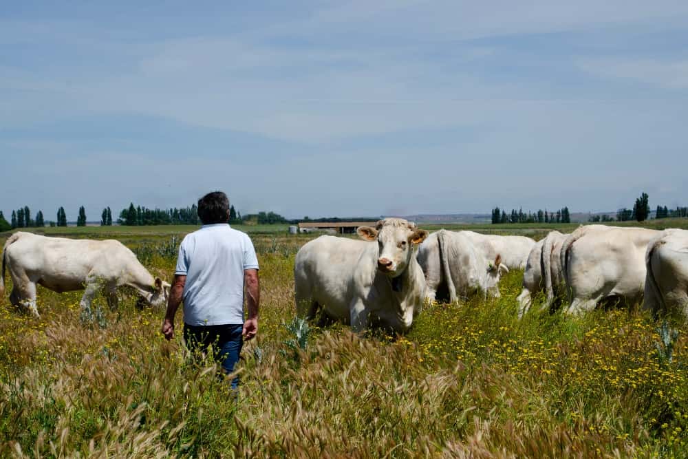 Nuestras vacas Charolesas - Charolpem Galería 2