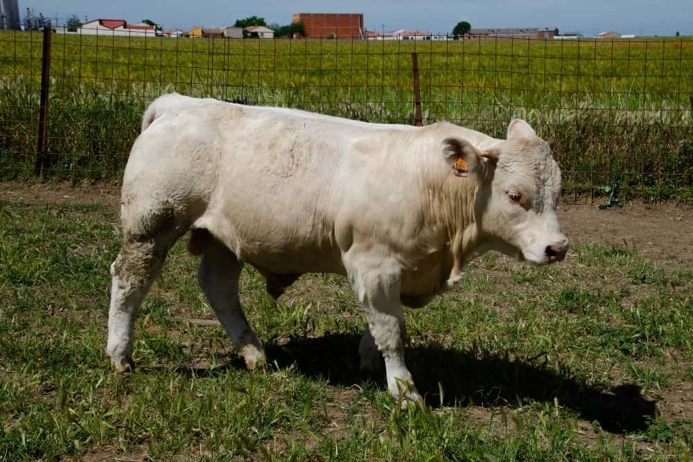 Nuestras vacas Charolesas - Charolpem Galería 3