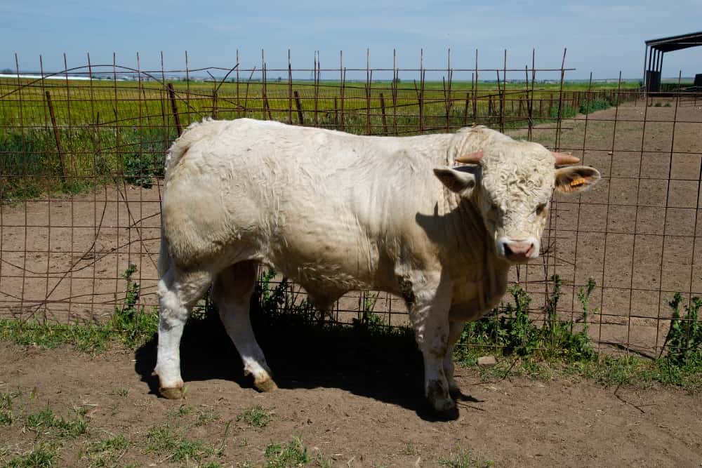 Nuestras vacas Charolesas - Charolpem Galería 3