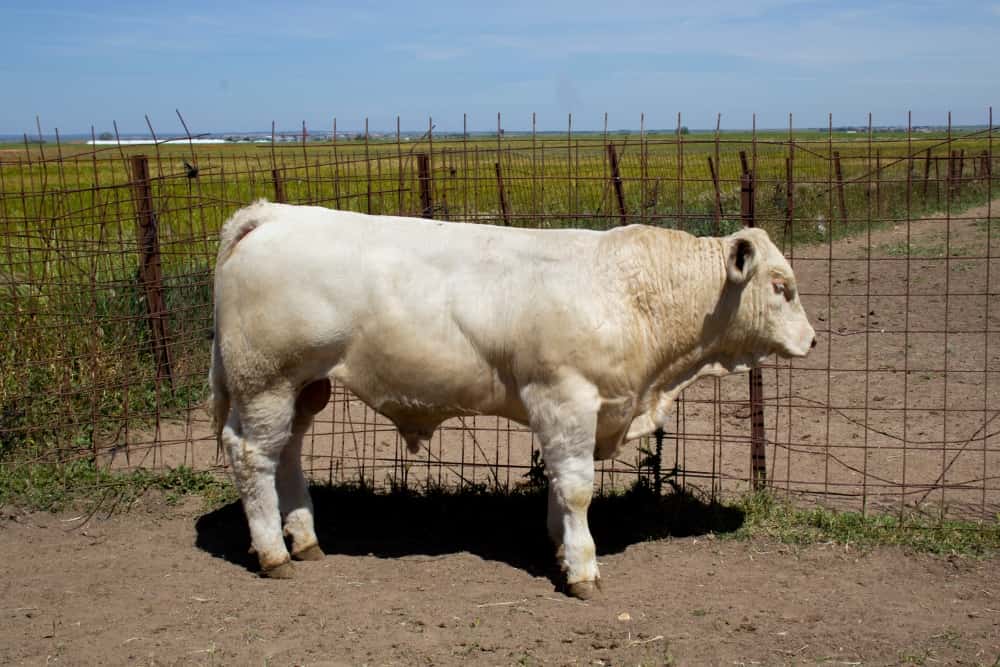 Nuestras vacas Charolesas - Charolpem Galería 3