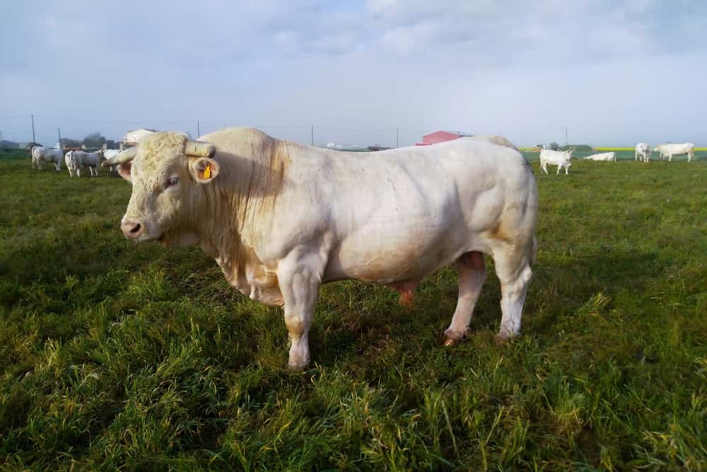 Nuestras vacas Charolesas - Charolpem Galería 3