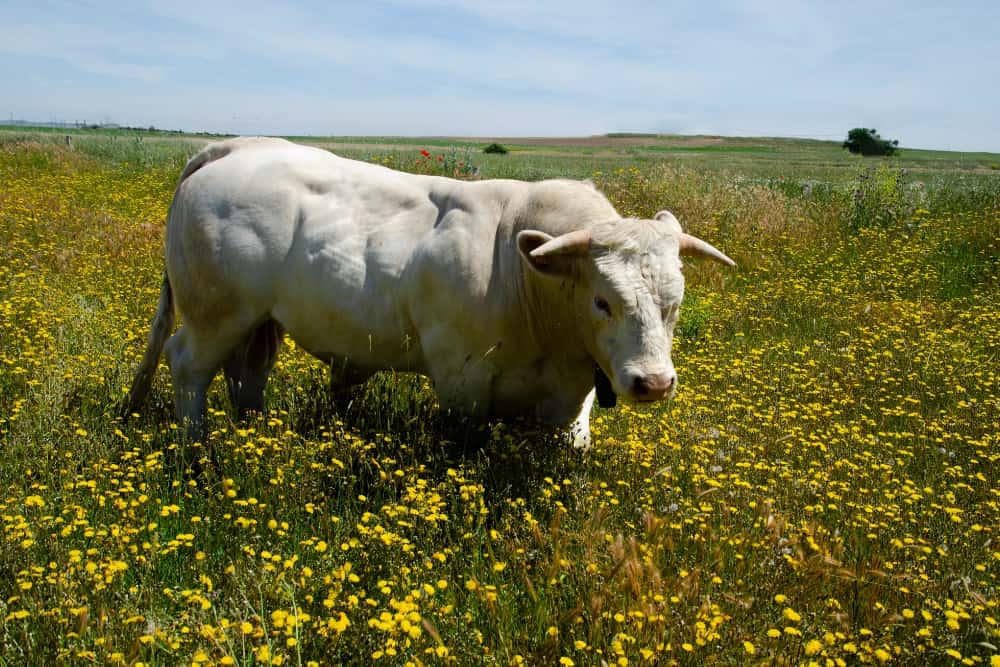 Nuestras vacas Charolesas - Charolpem Galería 3