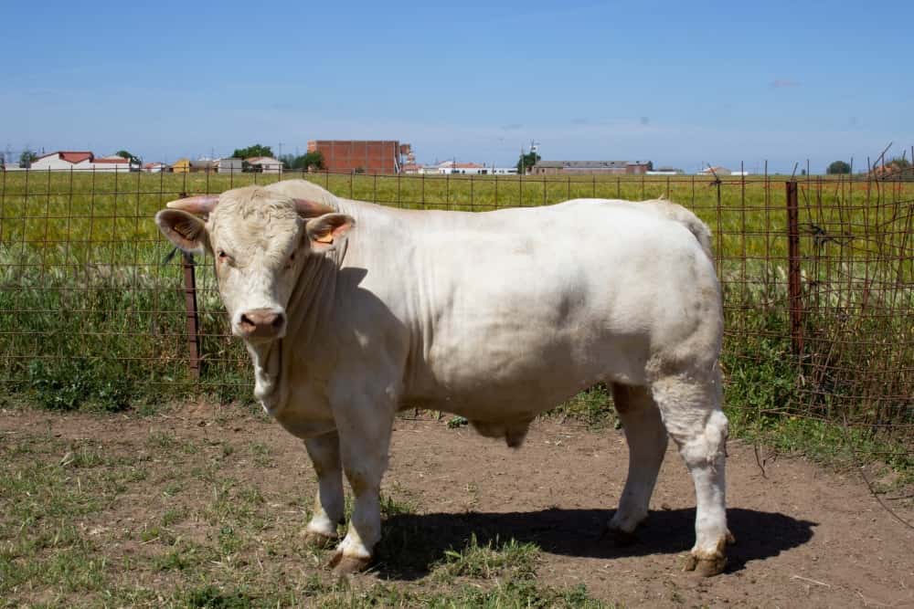 Nuestras vacas Charolesas - Charolpem Galería 3