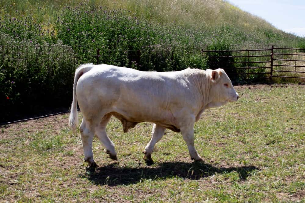 Nuestras vacas Charolesas - Charolpem Galería 4