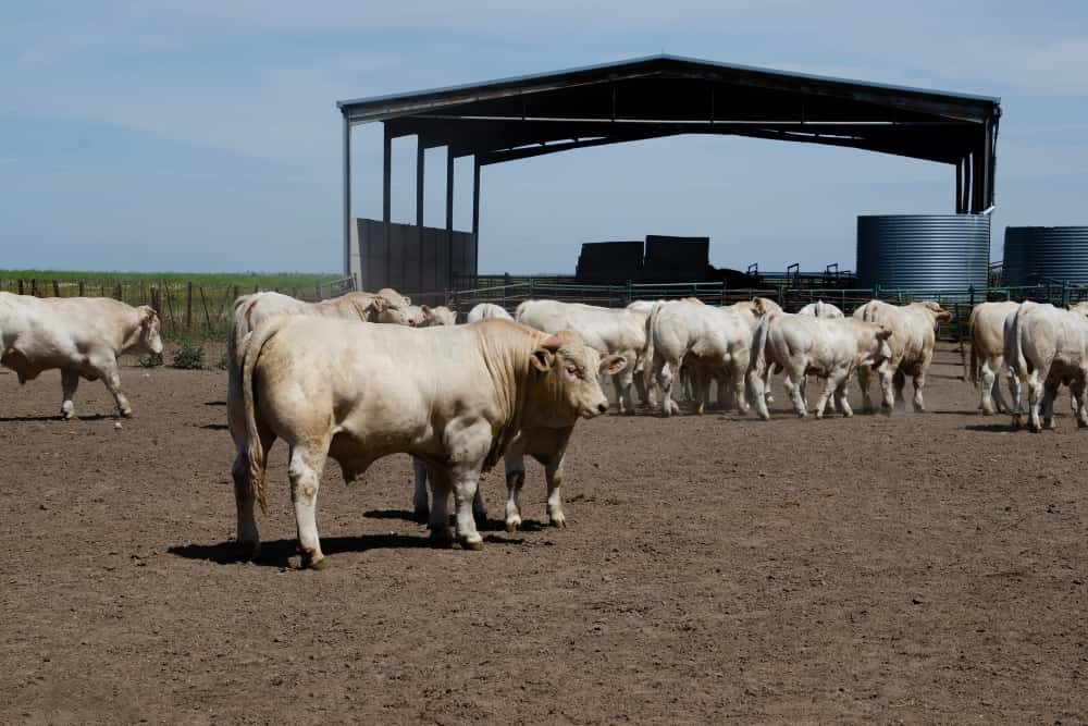 Nuestras vacas Charolesas - Charolpem Galería 4