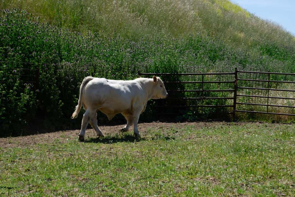 Nuestras vacas Charolesas - Charolpem Galería 4