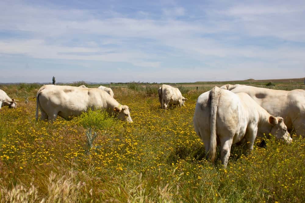 Nuestras vacas Charolesas - Charolpem Galería 4