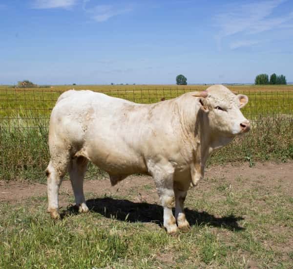 Venta de vacas charolesas en Salamanca