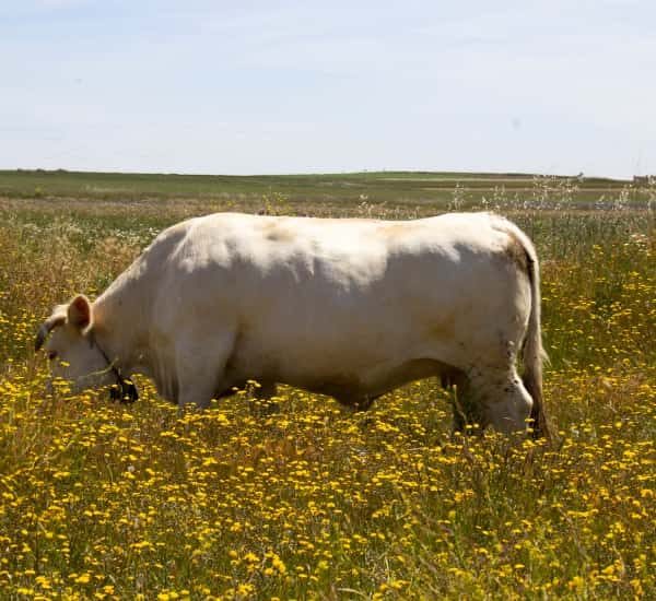 Venta de vacas charolesas en Salamanca