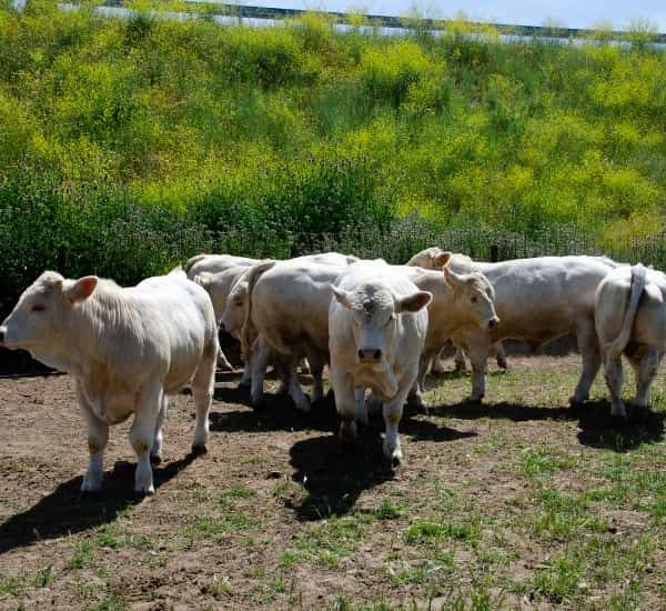 Venta de vacas charolesas en Salamanca