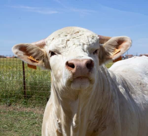 Venta de vacas charolesas en Salamanca